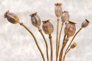 Poppy Seeds Risk Prompts Proposed Legislation. But There is More to It Than the Typical Bagel. www.makefoodsafe.com